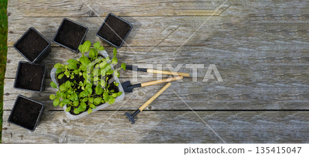 Gardener preparing seedling tray and small black pots with seedlings of asters on a wooden table, top view. Copy space. Gardener preparing seedling tray and small black pots with seedlings of asters on a wooden table, top view. Copy space. 135415047