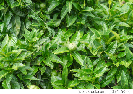 Fresh green leaves creating a natural textured background. Nature concept, ecology, freshness and organic lifestyle 135415064
