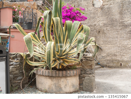 Large potted succulent plant in a small Italian village courtyard. Mediterranean lifestyle, greenery and southern atmosphere 135415067