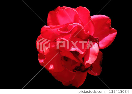 Rose close up Rose close up 135415084