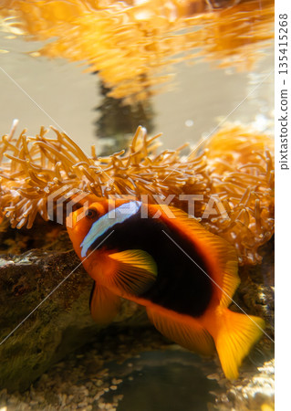 Next to an anemonefish 135415268