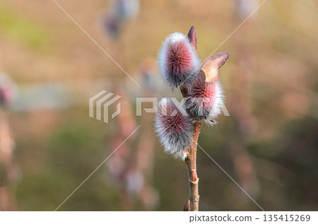 Flower of Feline Williams 135415269