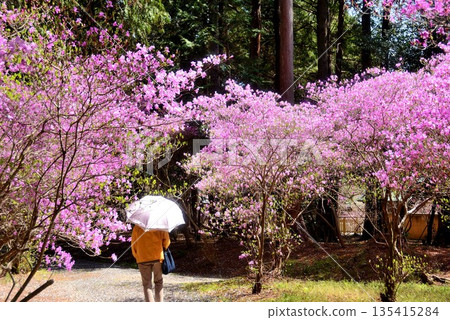 一位女士在鮮花盛開的公園裡撐著陽傘 135415284