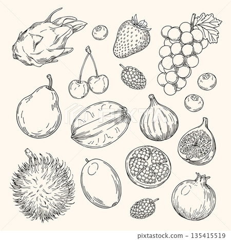 Hand-drawn Fruit Vector Set 135415519