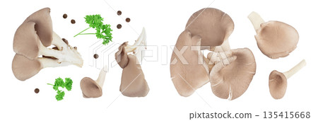 Oyster mushrooms isolated on white background with full depth of field. Top view. Flat lay Oyster mushrooms isolated on white background with full depth of field. Top view. Flat lay 135415668