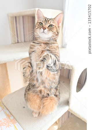 Cute cat standing up Cute cat standing up 135415702
