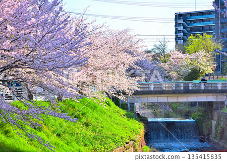 Aichi Prefecture: Cherry blossom trees along Horikawa River in Nagoya City Aichi Prefecture: Cherry blossom trees along Horikawa River in Nagoya City 135415835