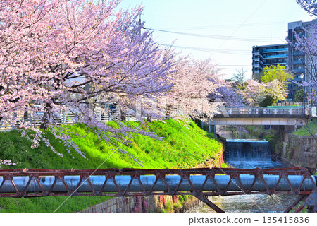 Aichi Prefecture: Cherry blossom trees along the Horikawa River (Kurokawa River) in Nagoya City Aichi Prefecture: Cherry blossom trees along the Horikawa River (Kurokawa River) in Nagoya City 135415836