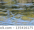 Geometric patterns of ice on a pond in winter 135416175