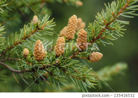 Image of pollen formed on the tip of a coniferous tree branch Image of pollen formed on the tip of a coniferous tree branch 135416532