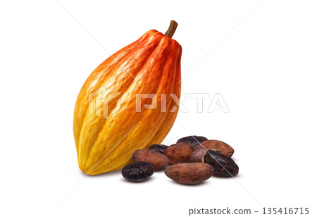 可可豆可可碎粒插圖寫實 135416715