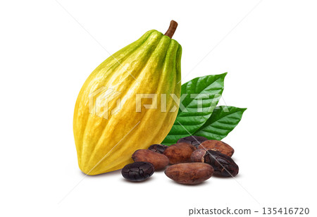 Cacao cacao nib illustration realistic 135416720