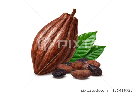 可可豆可可碎粒插圖寫實 可可豆可可碎粒插圖寫實 135416723