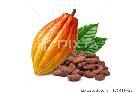 可可豆可可碎粒插圖寫實 可可豆可可碎粒插圖寫實 135416726