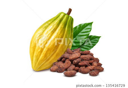 Cacao cacao nib illustration realistic 135416729
