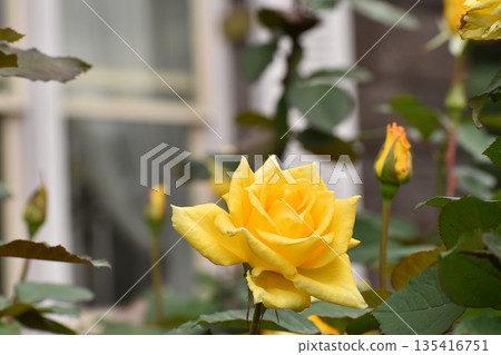 Gorgeous yellow autumn rose 135416751