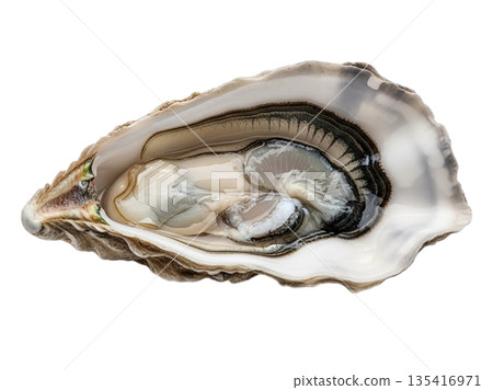 Close-up of a freshly shucked oyster in its shell, showcasing natural textures and ocean freshness for culinary and seafood visuals 135416971