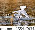 A black-headed gull jumps into the park pond. 135417034