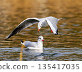 A black-headed gull jumps into the park pond① 135417035