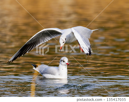 一隻黑頭鷗跳入公園池塘① 135417035