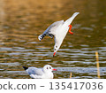 A black-headed gull jumps into the park pond③ 135417036