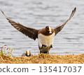 Wigeon jumping out of the pond 135417037