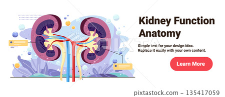 Kidney function anatomy human organ diagram blood vessels cross section medical educational banner template abstract background Kidney function anatomy human organ diagram blood vessels cross section medical educational banner template abstract background 135417059