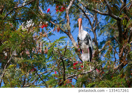 The Painted Stork bird (Mycteria leucocephala) on tree in nature 135417261