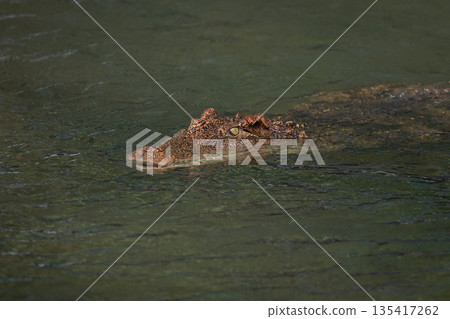 The crocodile is show head in the river The crocodile is show head in the river 135417262
