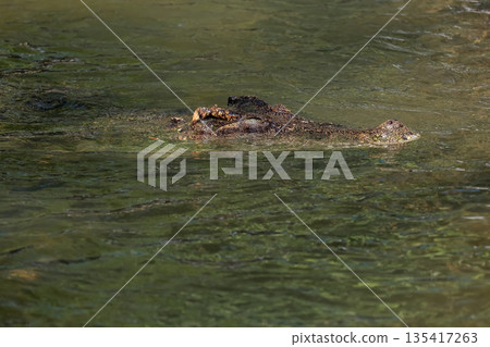 The crocodile is show head in the river The crocodile is show head in the river 135417263