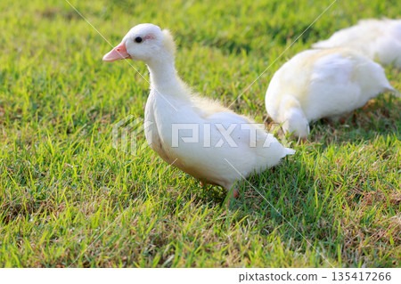 The baby white Duck is eatting in nature garden 135417266