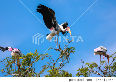 The Painted Stork bird (Mycteria leucocephala) on tree in nature 135417267