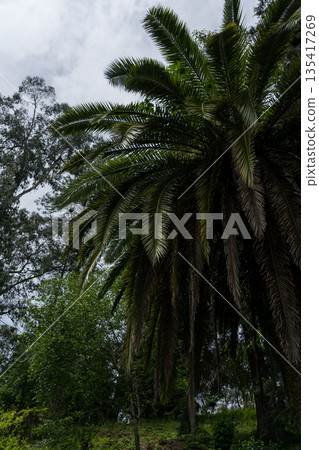 Palm trees in the Botanical Garden of Georgia Palm trees in the Botanical Garden of Georgia 135417269
