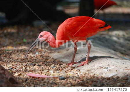 Close up the scarlet ibis is beautiful bird Close up the scarlet ibis is beautiful bird 135417270