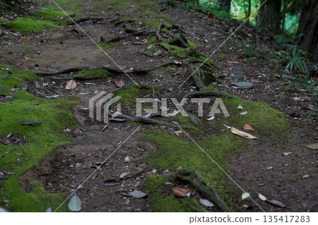 Roots sticking out of the ground. The road in the garden 135417283