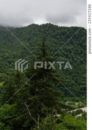 Spruce tree on the background of mountains and forests of Georgia cloudy sky Spruce tree on the background of mountains and forests of Georgia cloudy sky 135417286