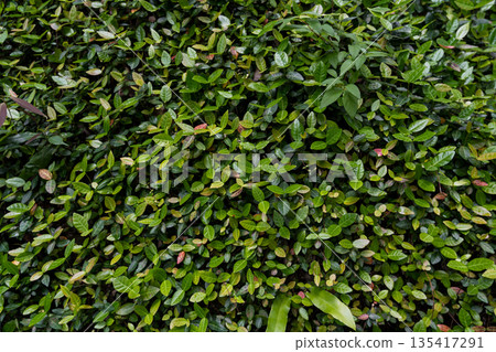 Foliage background. Shrub background. Shrub leaves Foliage background. Shrub background. Shrub leaves 135417291