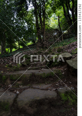 old stone steps up in the forest covered with moss old stone steps up in the forest covered with moss 135417292