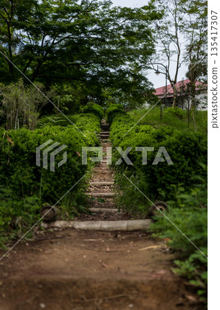 Steps up between the bushes in the Botanical Garden Georgia Steps up between the bushes in the Botanical Garden Georgia 135417307