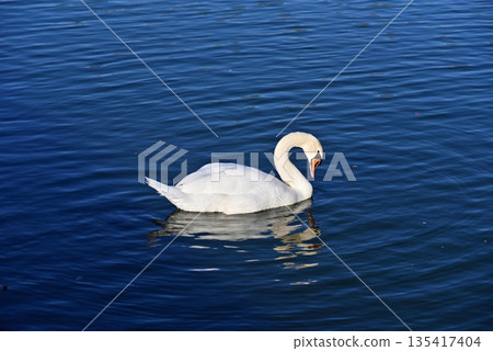 Cobb天鵝 135417404