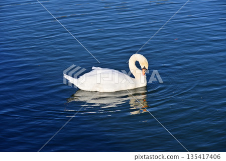 Cobb天鵝 135417406