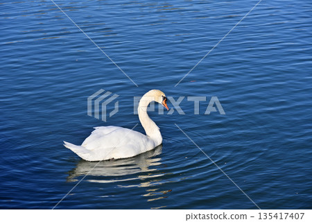 Cobb天鵝 Cobb天鵝 135417407