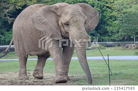 非洲大象 135417593