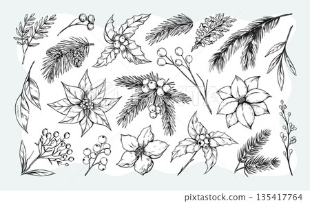 Christmas pine. Vintage winter cone, old thistle branch, black victorian retro graphic. Snow white christmas eucalyptus. Hand drawn rowan berries, conifer and cedar. Vector design elements Christmas pine. Vintage winter cone, old thistle branch, black victorian retro graphic. Snow white christmas eucalyptus. Hand drawn rowan berries, conifer and cedar. Vector design elements 135417764