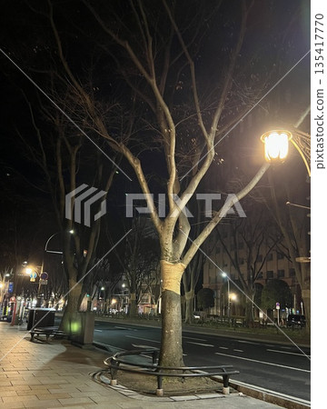 Tree-lined street and street lights on a winter night Quiet urban landscape 135417770