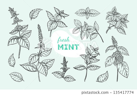 Mint leaf. Peppermint branch sketch, black and white spearmint, hand drawn menthol plant. Botanical herbs, leaves and stems. Condiment or medical flora. Vector doodle isolated elements Mint leaf. Peppermint branch sketch, black and white spearmint, hand drawn menthol plant. Botanical herbs, leaves and stems. Condiment or medical flora. Vector doodle isolated elements 135417774