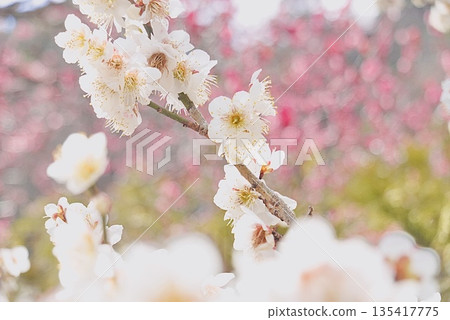 Early blooming white plum blossoms Early blooming white plum blossoms 135417775