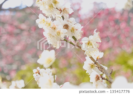 美麗的白色梅花 美麗的白色梅花 135417776