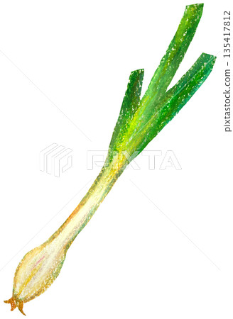 Rakkyo 油畫棒插畫 135417812