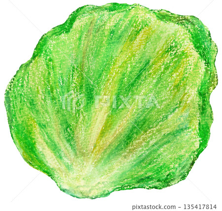 Lettuce illustration oil pastel drawing Lettuce illustration oil pastel drawing 135417814